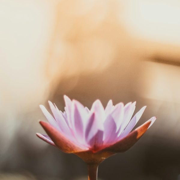 How to Cultivate a Positive Mindset Every Day